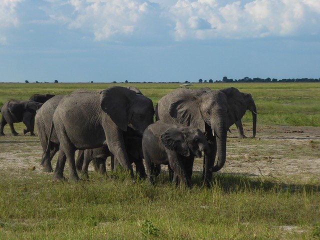 Free download South Africa Animal Pachyderm -  free photo or picture to be edited with GIMP online image editor