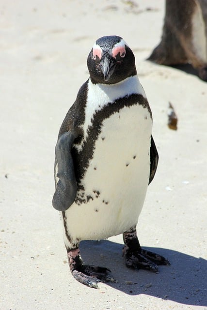 Free download south africa cape penguin penguin free picture to be edited with GIMP free online image editor