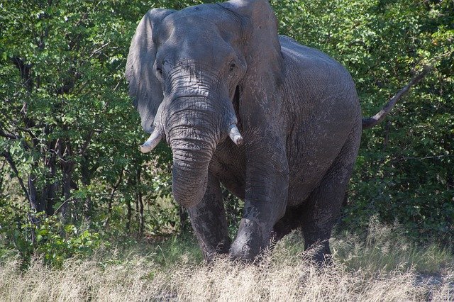 Free download South Africa Elephant Safari -  free photo or picture to be edited with GIMP online image editor