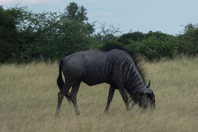 Free download South Africa Gnu Animal -  free photo or picture to be edited with GIMP online image editor