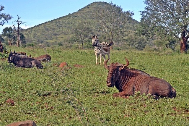 Free download South African Wildlife Umfolozi -  free photo or picture to be edited with GIMP online image editor