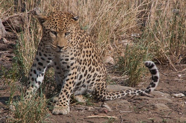 Free download South Africa Safari Leopard -  free photo or picture to be edited with GIMP online image editor