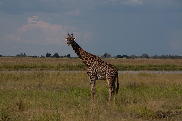 Free download South Africa Safari Nature -  free photo or picture to be edited with GIMP online image editor