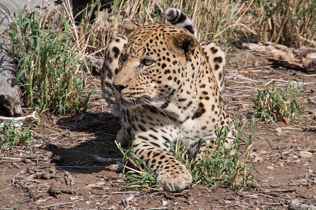 Free download South Africa Wild Animal Leopard -  free photo or picture to be edited with GIMP online image editor