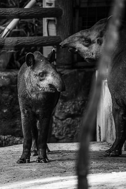 Free download south american tapir mammal animal free picture to be edited with GIMP free online image editor