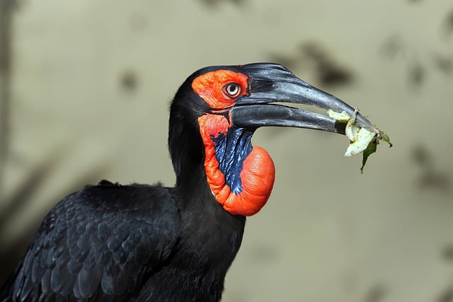 Free download southern ground hornbill free picture to be edited with GIMP free online image editor