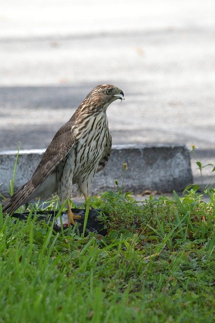 Free download South Florida Hawk Bird Of Prey -  free photo or picture to be edited with GIMP online image editor