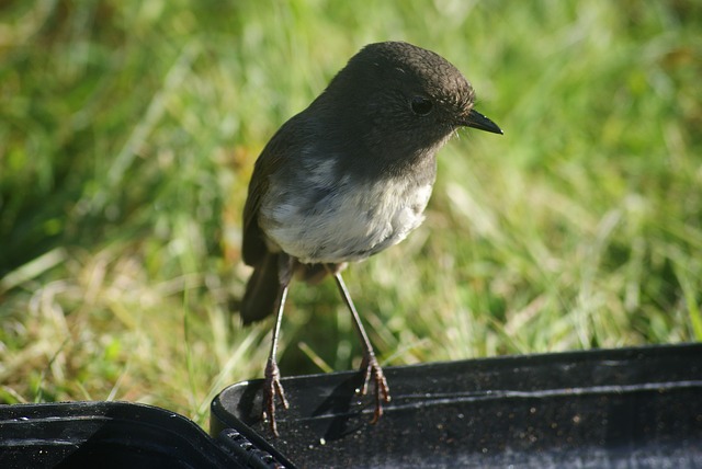 Free download south island robin bird travel free picture to be edited with GIMP free online image editor