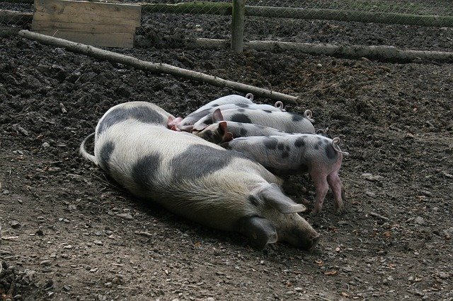 Free download Sow Piglet -  free photo or picture to be edited with GIMP online image editor