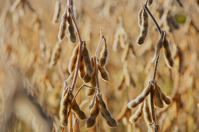 Free download Soya Bean Harvest Soy Beans -  free photo or picture to be edited with GIMP online image editor