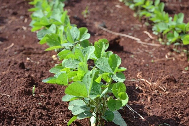 Free download Soybeans Plantation Agriculture -  free photo or picture to be edited with GIMP online image editor