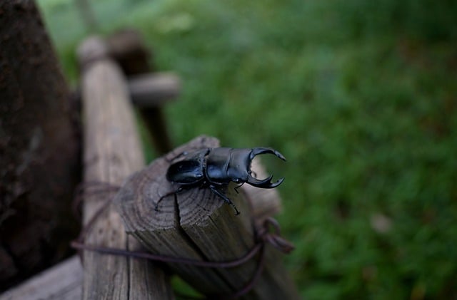 Free download spade beetle beetle stag beetle free picture to be edited with GIMP free online image editor