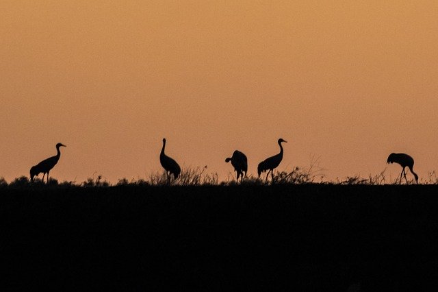 Free download Spain Extremadura Common Crane -  free photo or picture to be edited with GIMP online image editor