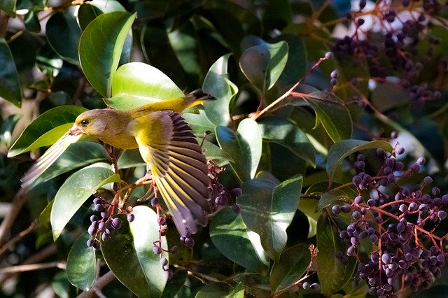 Free download Spain Madrid Birding Verderón -  free photo or picture to be edited with GIMP online image editor