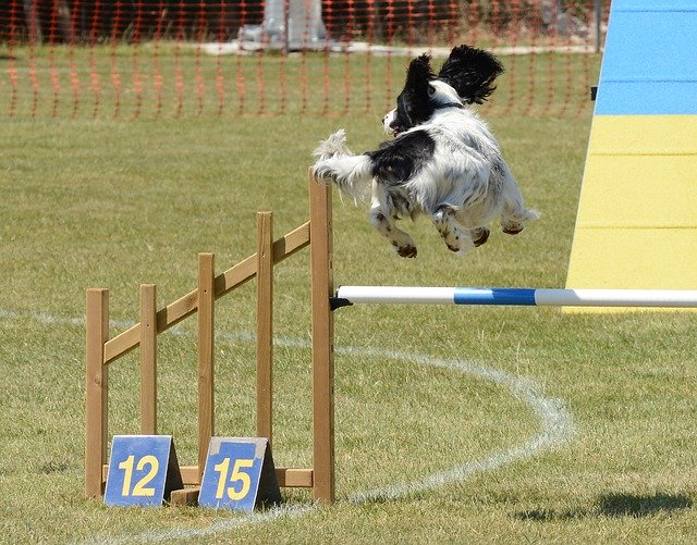 Free download Spaniel Dog Agility Fitness -  free photo or picture to be edited with GIMP online image editor