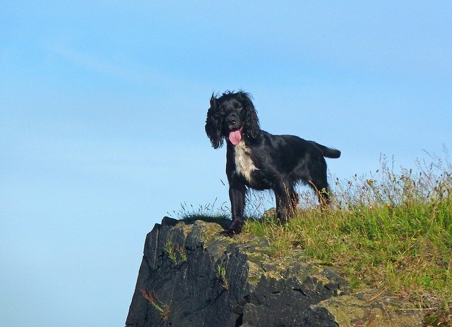 Free download Spaniel Dog Doggy -  free photo or picture to be edited with GIMP online image editor