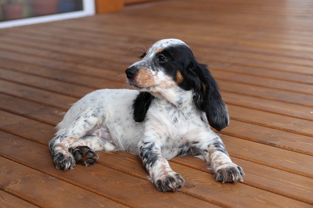 Free download Spaniel Puppy Dog -  free photo or picture to be edited with GIMP online image editor