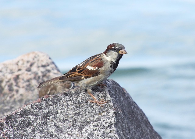 Free download sparrow alone sitting is watching free picture to be edited with GIMP free online image editor