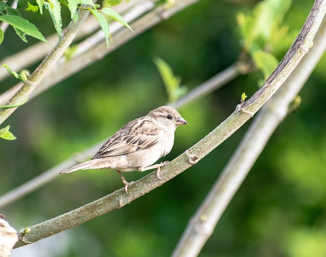 Free download sparrow animal wildlife bird free picture to be edited with GIMP free online image editor