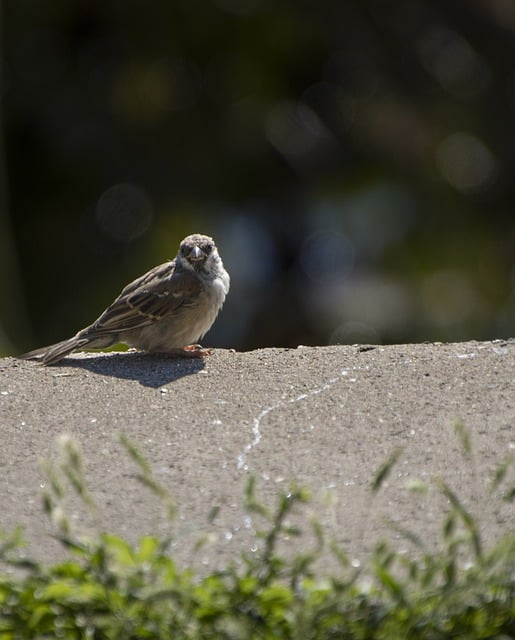 Free download sparrow bird animal bird watching free picture to be edited with GIMP free online image editor