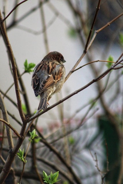 Free download sparrow bird animal spring free picture to be edited with GIMP free online image editor