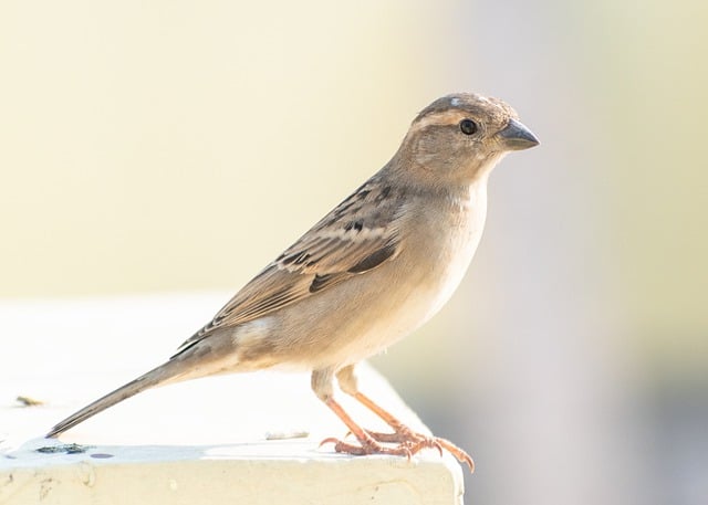 Free download sparrow bird avian ornithology free picture to be edited with GIMP free online image editor