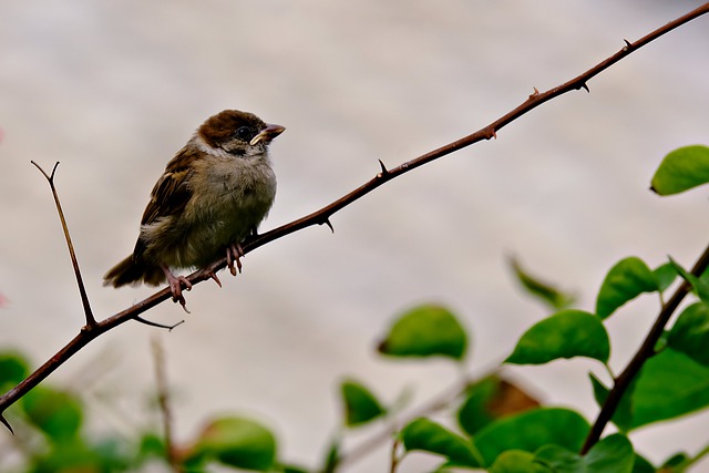 Free download sparrow bird bird animal wildlife free picture to be edited with GIMP free online image editor