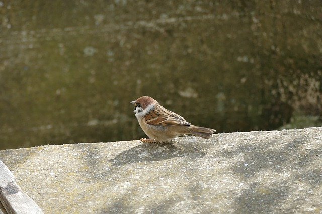 Free download Sparrow Bird Concrete -  free photo or picture to be edited with GIMP online image editor