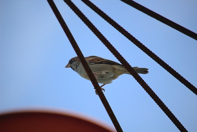 Free download sparrow bird metal sky animal free picture to be edited with GIMP free online image editor