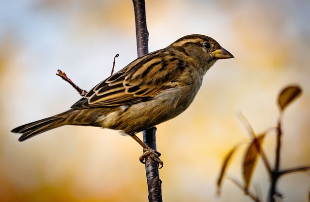 Free download sparrow bird nature fall free picture to be edited with GIMP free online image editor