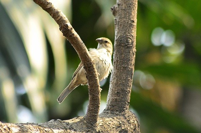 Free download Sparrow Bird On The Tree -  free photo or picture to be edited with GIMP online image editor