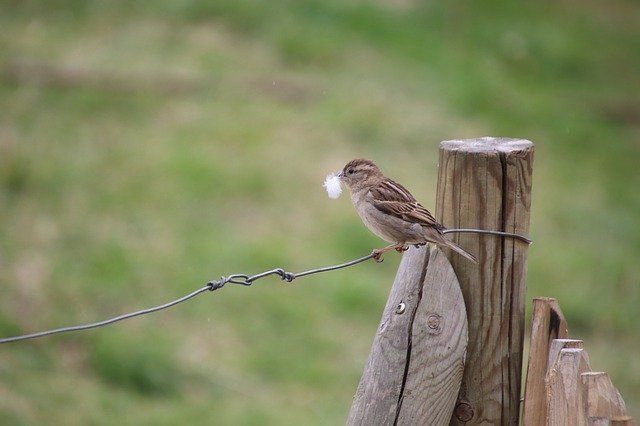 Free download Sparrow Bird Ornithology -  free photo or picture to be edited with GIMP online image editor