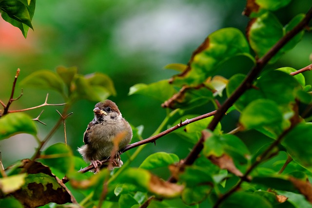 Free download sparrow bird ornithology species free picture to be edited with GIMP free online image editor