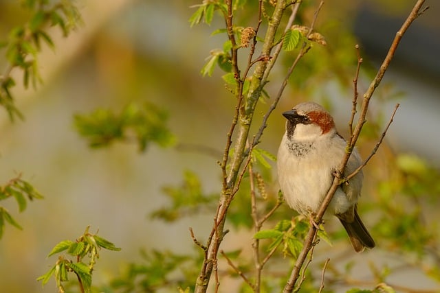 Free download sparrow bird plumage wildlife free picture to be edited with GIMP free online image editor