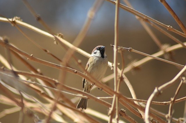 Free download Sparrow Birds Brown -  free photo or picture to be edited with GIMP online image editor