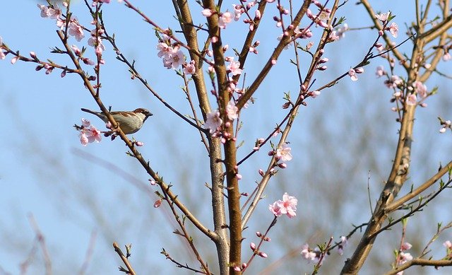 قم بتنزيل Sparrow Birds Tree مجانًا - صورة أو صورة مجانية لتحريرها باستخدام محرر الصور عبر الإنترنت GIMP