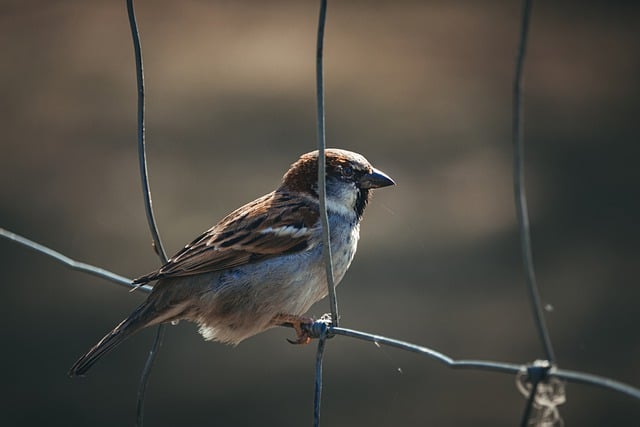 Free download sparrow fence estonia tallinn free picture to be edited with GIMP free online image editor