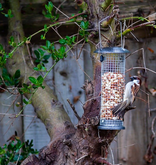 Muat turun percuma Sparrow Garden Bird Feeding - foto atau gambar percuma untuk diedit dengan editor imej dalam talian GIMP