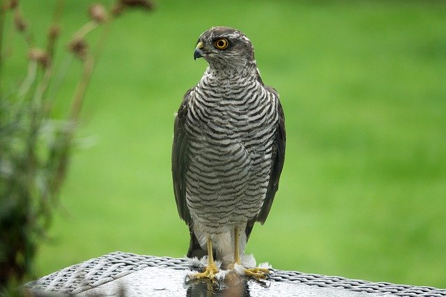 Free download Sparrowhawk Bird Of Prey Birds -  free photo or picture to be edited with GIMP online image editor