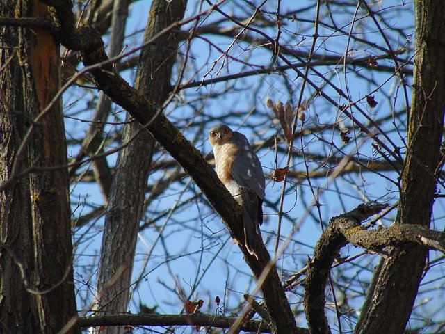 Free download Sparrowhawk Predator Bird -  free photo or picture to be edited with GIMP online image editor