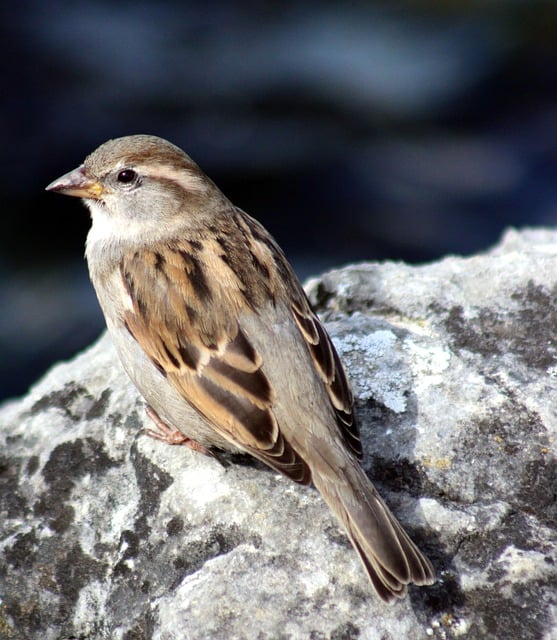 Free download sparrow house sparrow animal free picture to be edited with GIMP free online image editor