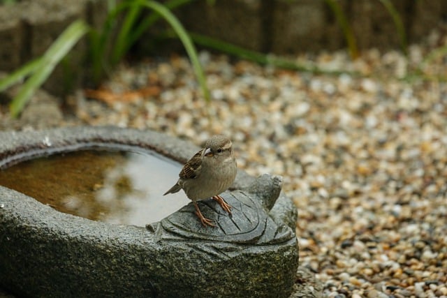 Free download sparrow ornithology bird bath bird free picture to be edited with GIMP free online image editor