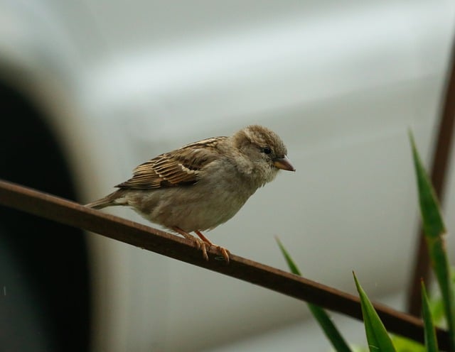 Free download sparrow ornithology bird nature free picture to be edited with GIMP free online image editor