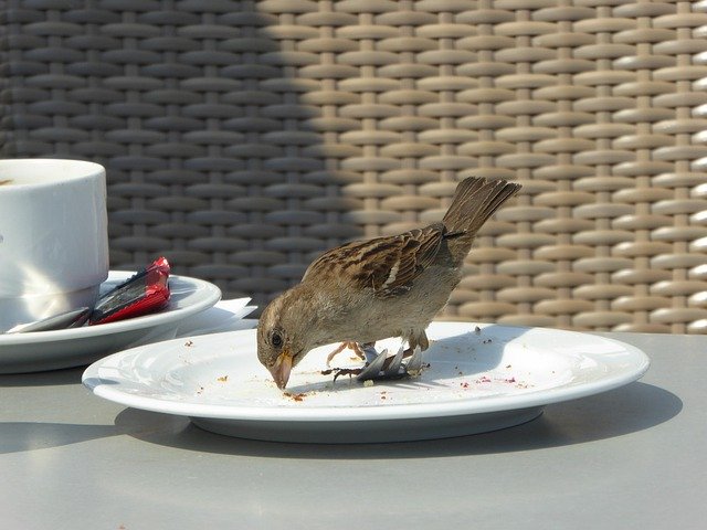 Free download Sparrow Plate Coffee -  free free photo or picture to be edited with GIMP online image editor