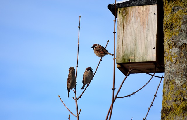 Free download sparrows birds animals free picture to be edited with GIMP free online image editor