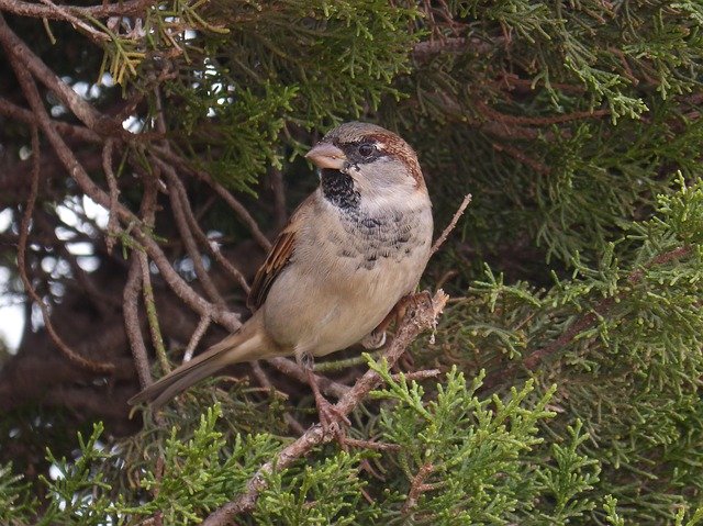 Free download Sparrow Seto Bird -  free photo or picture to be edited with GIMP online image editor