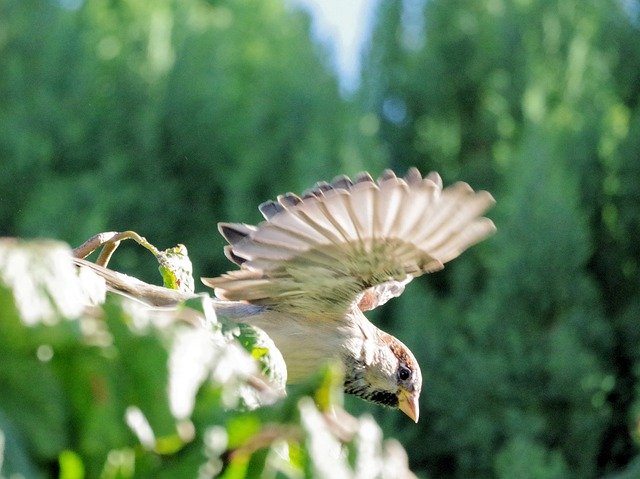 Free download Sparrow Songbird Small Bird -  free photo or picture to be edited with GIMP online image editor