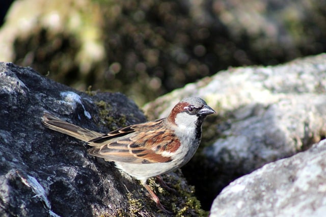 Free download sparrow sperling wildlife free picture to be edited with GIMP free online image editor