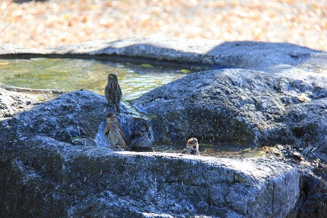 Free download Sparrows Swim Bird -  free photo or picture to be edited with GIMP online image editor