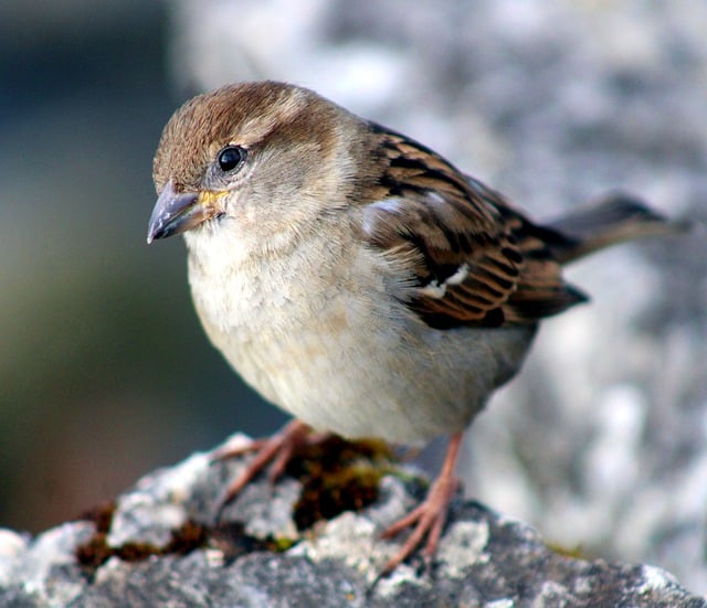 Free download sparrow wildlife fauna species free picture to be edited with GIMP free online image editor